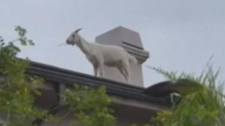 Goat climbs on roof in California