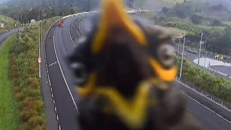 Myna bird appears in front of a traffic camera in New Zealand