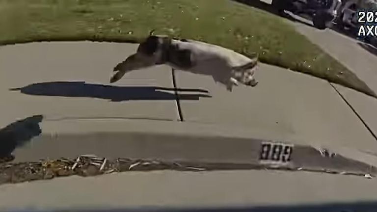 Runaway pig creates chase for police in Utah